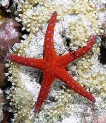 Starfish # 2 taken at Ras Caty with E300. by Nikki Van Veelen 